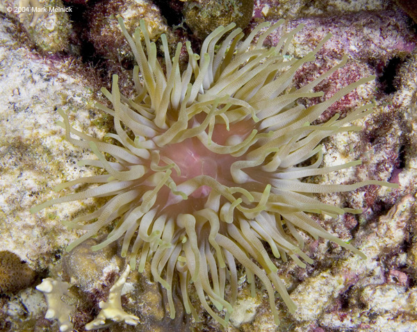 nlonaneome