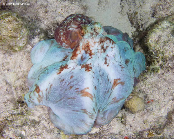 octopus6