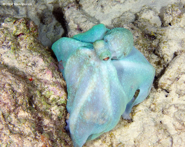 octopus8