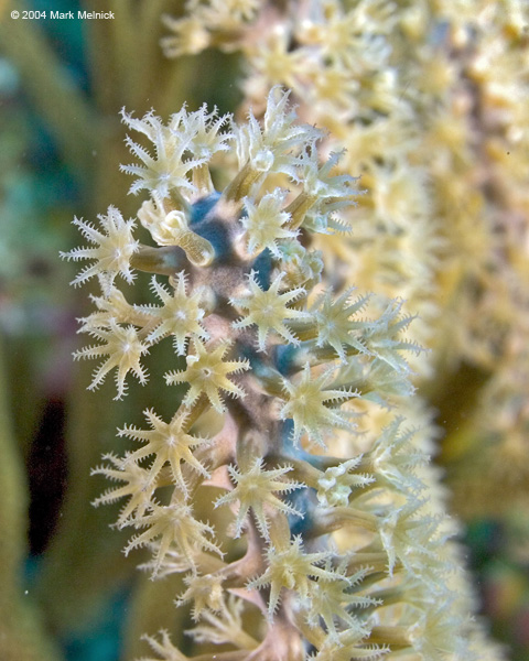 pmarco1