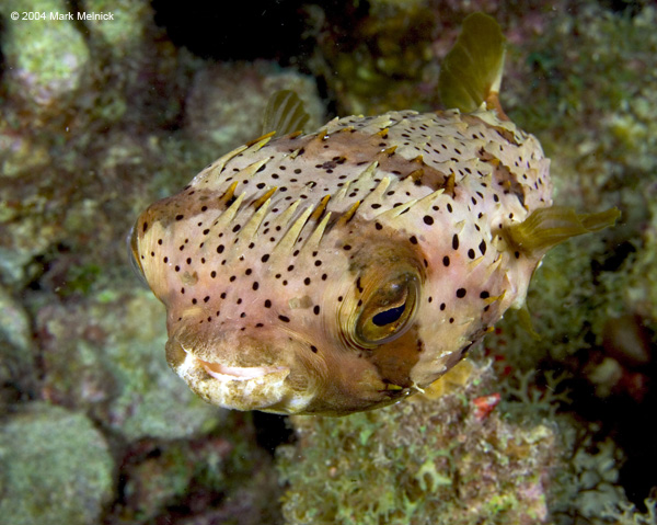 puffer1