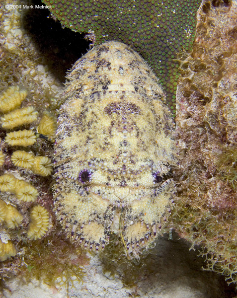 slipperlobster