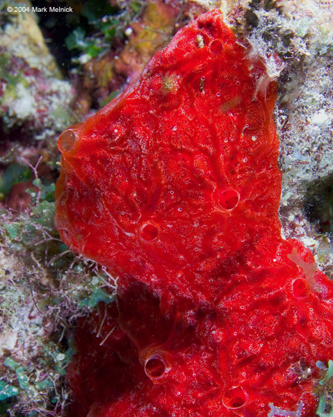 sponge