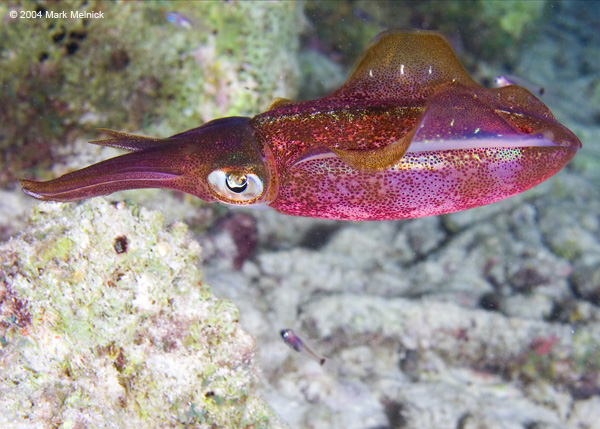 squid