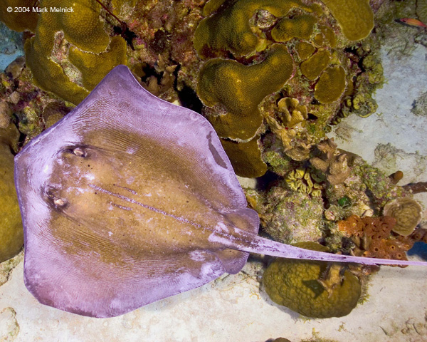 stingray