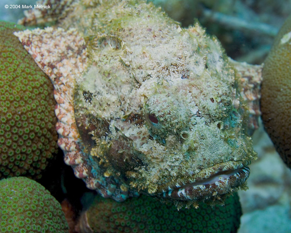 stonefish