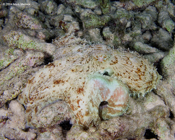 toctopus10