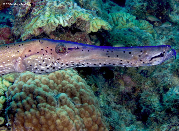 trumpetfish1