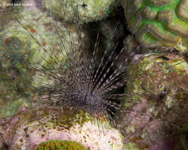 urchin