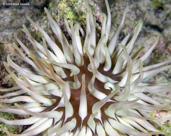 whiteaneome