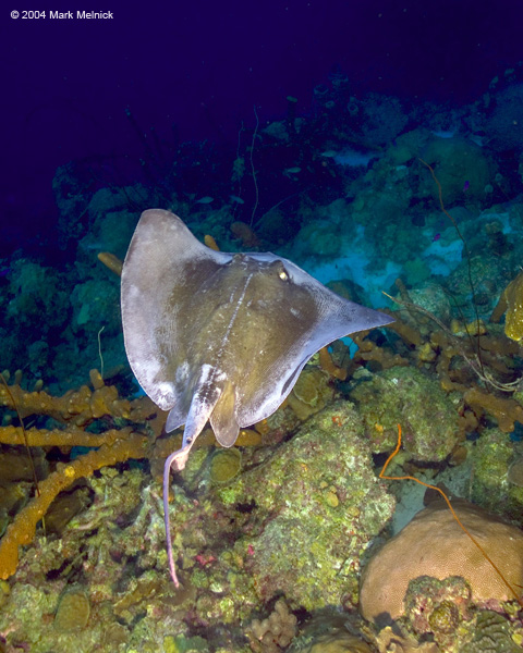 xstingray2