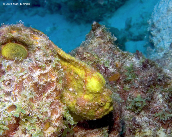 yfrogfish2