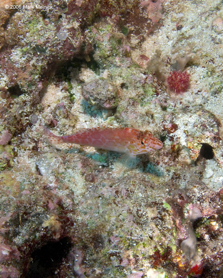 WX7E0707