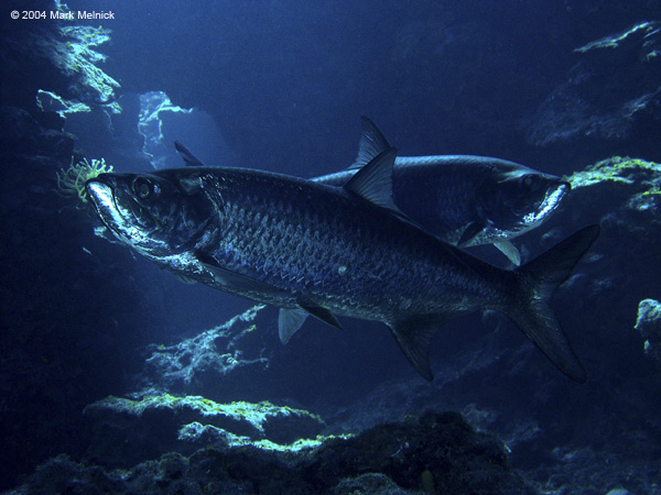 Tarpons