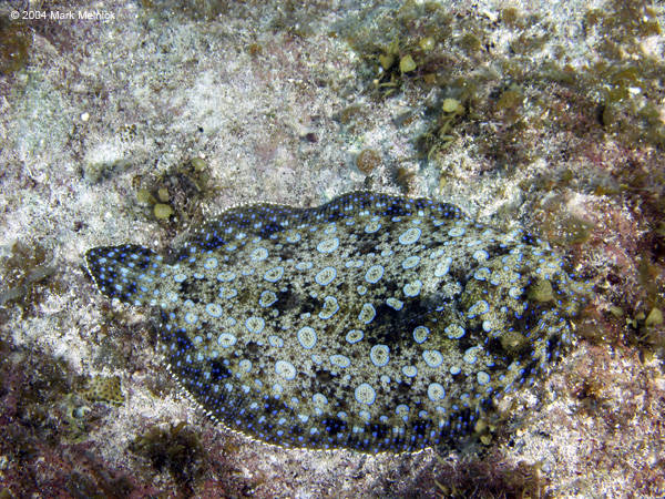 flounder