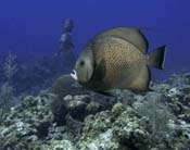 Gray Angelfish