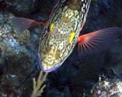 Stoplight-Parrotfish